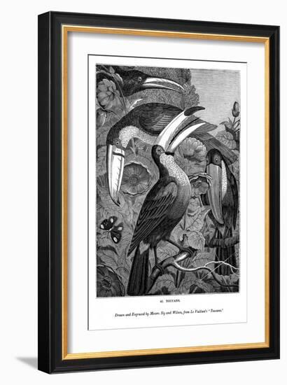Toucans, C1770-1820-Messrs Sly and Wilson-Framed Giclee Print
