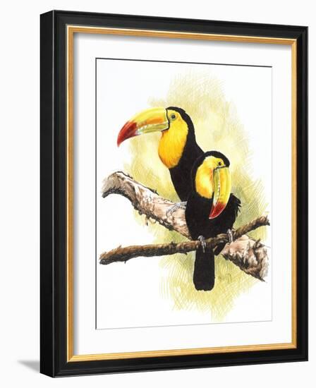 Toucans-Barbara Keith-Framed Giclee Print