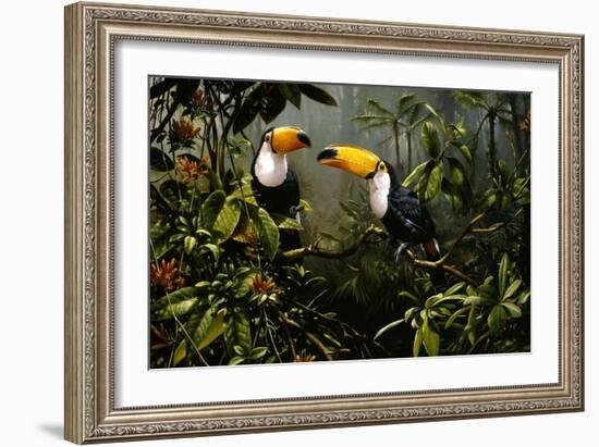 Toucans-Michael Jackson-Framed Giclee Print