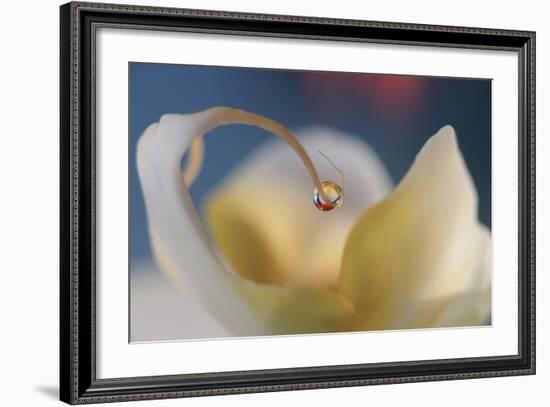 Touch Of Red-Heidi Westum-Framed Photographic Print