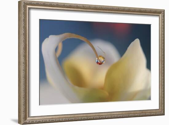 Touch Of Red-Heidi Westum-Framed Photographic Print