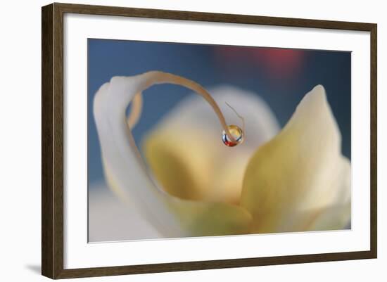 Touch Of Red-Heidi Westum-Framed Photographic Print