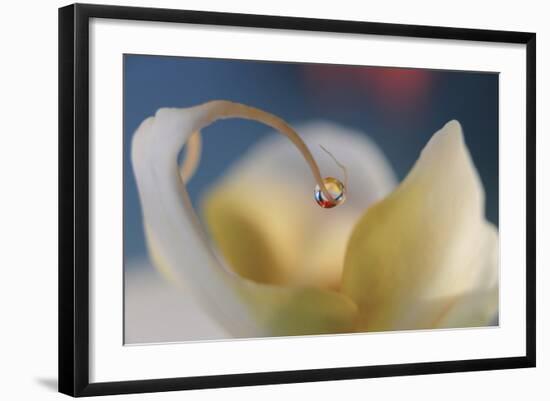 Touch Of Red-Heidi Westum-Framed Photographic Print