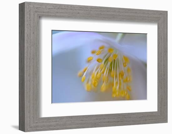 Touched by your softness-Heidi Westum-Framed Photographic Print