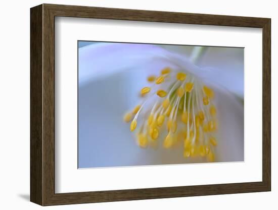 Touched by your softness-Heidi Westum-Framed Photographic Print