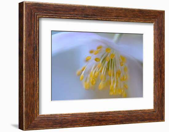 Touched by your softness-Heidi Westum-Framed Photographic Print