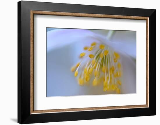 Touched by your softness-Heidi Westum-Framed Photographic Print