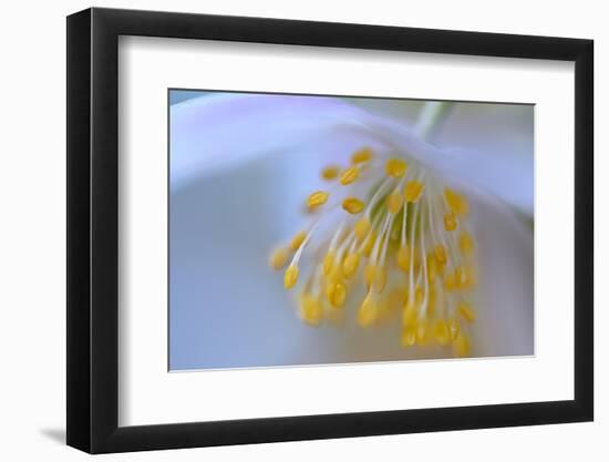 Touched by your softness-Heidi Westum-Framed Photographic Print