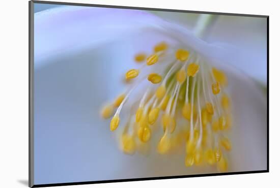 Touched by your softness-Heidi Westum-Mounted Photographic Print