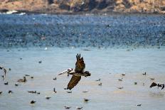 Flock of Pelicans-Toula Mavridou-Messer-Photographic Print