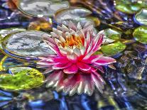 Water Lily-Toula Mavridou-Messer-Giclee Print