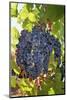 Touriga Nacional grape variety to make red wine. Alentejo, Portugal-Mauricio Abreu-Mounted Photographic Print