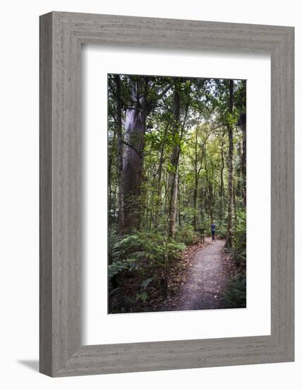 Tourist Exploring Waipoua Kauri Forest, Northland Region, North Island, New Zealand, Pacific-Matthew Williams-Ellis-Framed Photographic Print