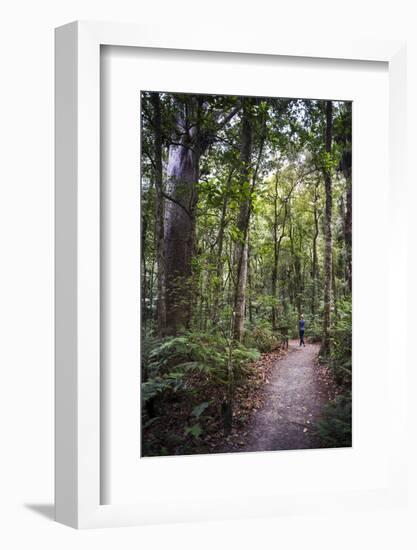 Tourist Exploring Waipoua Kauri Forest, Northland Region, North Island, New Zealand, Pacific-Matthew Williams-Ellis-Framed Photographic Print