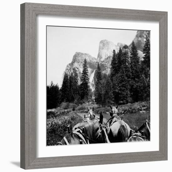 Tourist Photo from Horse-Drawn Wagon in Yosemite Valley, Ca. 1900.-Kirn Vintage Stock-Framed Photographic Print