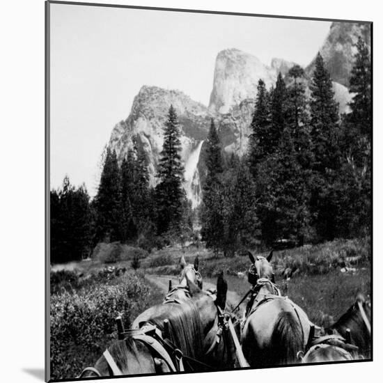 Tourist Photo from Horse-Drawn Wagon in Yosemite Valley, Ca. 1900.-Kirn Vintage Stock-Mounted Photographic Print
