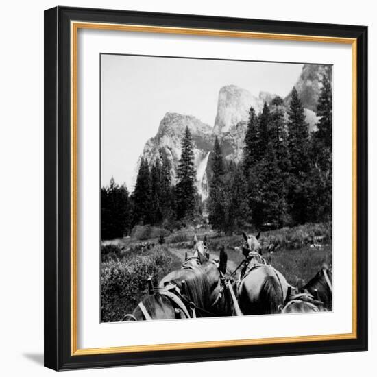 Tourist Photo from Horse-Drawn Wagon in Yosemite Valley, Ca. 1900.-Kirn Vintage Stock-Framed Photographic Print