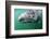 Tourist touching Grey whale calf, Baja California, Mexico-Claudio Contreras-Framed Photographic Print