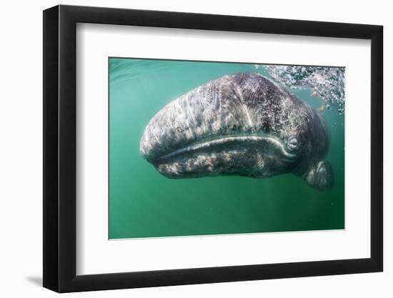 Tourist touching Grey whale calf, Baja California, Mexico-Claudio Contreras-Framed Photographic Print