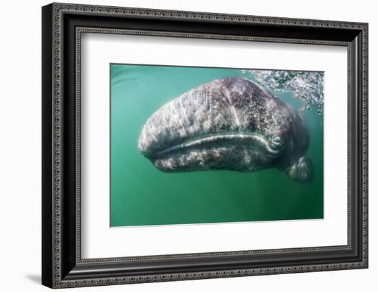 Tourist touching Grey whale calf, Baja California, Mexico-Claudio Contreras-Framed Photographic Print