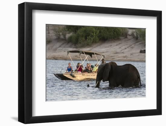 Tourist watching an African elephant (Loxodonta africana), crossing the river Chobe, Chobe National-Sergio Pitamitz-Framed Photographic Print