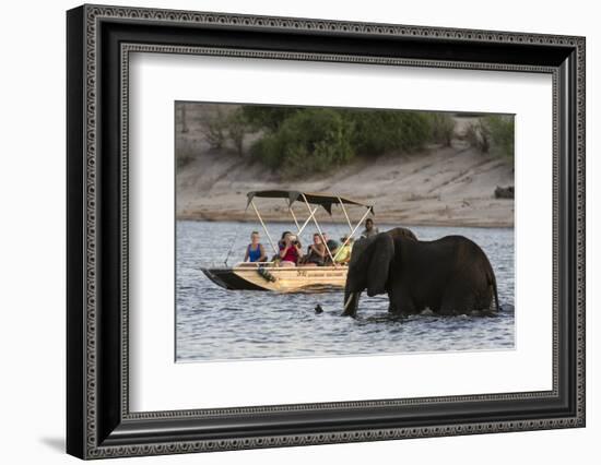 Tourist watching an African elephant (Loxodonta africana), crossing the river Chobe, Chobe National-Sergio Pitamitz-Framed Photographic Print