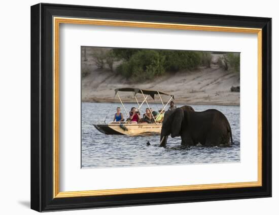 Tourist watching an African elephant (Loxodonta africana), crossing the river Chobe, Chobe National-Sergio Pitamitz-Framed Photographic Print