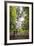 Tourists at Tane Mahuta (Lord of the Forest), the Largest Kauri Tree in New Zealand-Matthew Williams-Ellis-Framed Photographic Print