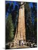 Tourists Dwarfed by the General Sherman Sequoia Tree, Sequoia National Park, California, USA-Kober Christian-Mounted Photographic Print