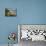 Tourists on viewing platform looking at gannet bird colony, Muriwai Beach, Auckland, North Islan...-null-Mounted Photographic Print displayed on a wall