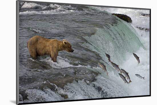 Tourists photographing Brown Bear catching salmon at Brooks Falls, Katmai National Park, Alaska-Keren Su-Mounted Photographic Print