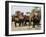 Tourists Riding Elephants in Traditional Royal Style, Ayuthaya, Thailand, Southeast Asia-Richard Nebesky-Framed Photographic Print