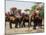 Tourists Riding Elephants in Traditional Royal Style, Ayuthaya, Thailand, Southeast Asia-Richard Nebesky-Mounted Photographic Print