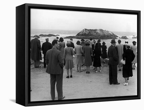 Tourists Visiting Coastal Areas Where Seals Congregate on Monterey Peninsula-Peter Stackpole-Framed Premier Image Canvas