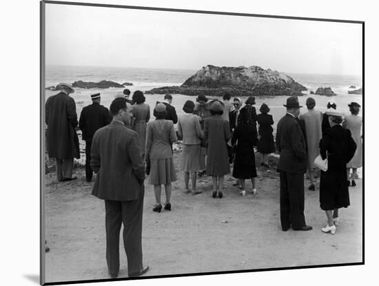 Tourists Visiting Coastal Areas Where Seals Congregate on Monterey Peninsula-Peter Stackpole-Mounted Photographic Print