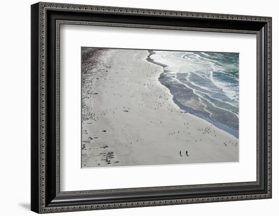 Tourists walking between a huge numbers of Long-tailed gentoo penguins (Pygoscelis papua), Saunders-Michael Runkel-Framed Photographic Print