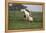 Tovero-Bob Langrish-Framed Premier Image Canvas