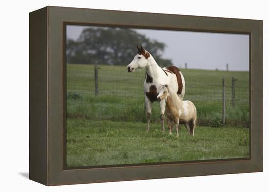 Tovero-Bob Langrish-Framed Premier Image Canvas