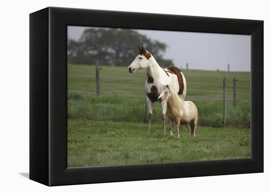 Tovero-Bob Langrish-Framed Premier Image Canvas