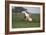 Tovero-Bob Langrish-Framed Photographic Print