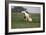 Tovero-Bob Langrish-Framed Photographic Print