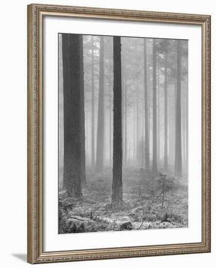 Towards The Light B&W-Andreas Stridsberg-Framed Giclee Print