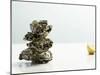 Tower of Oysters-Clinton Hussey-Mounted Photographic Print