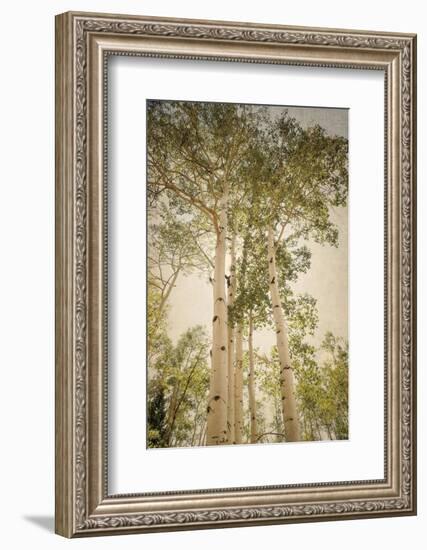 Towering Aspens 1-Debra Van Swearingen-Framed Photographic Print