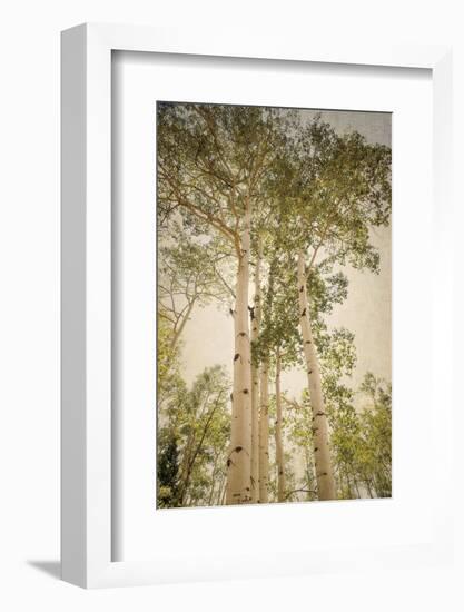 Towering Aspens 1-Debra Van Swearingen-Framed Photographic Print