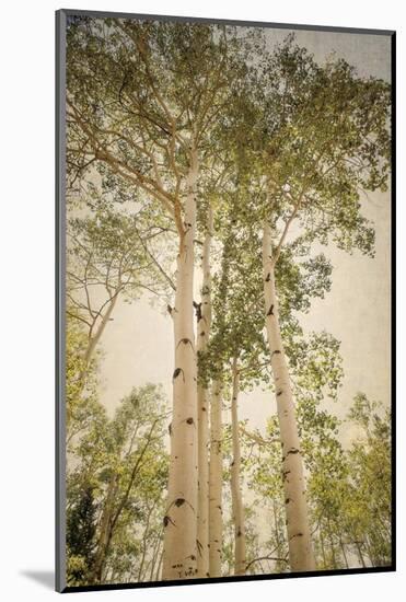 Towering Aspens 1-Debra Van Swearingen-Mounted Photographic Print