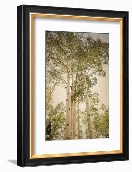 Towering Aspens 1-Debra Van Swearingen-Framed Photographic Print