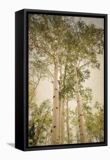 Towering Aspens 1-Debra Van Swearingen-Framed Premier Image Canvas