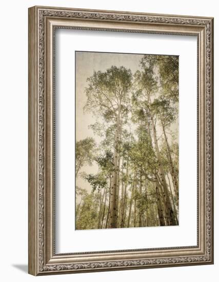 Towering Aspens 2-Debra Van Swearingen-Framed Photographic Print