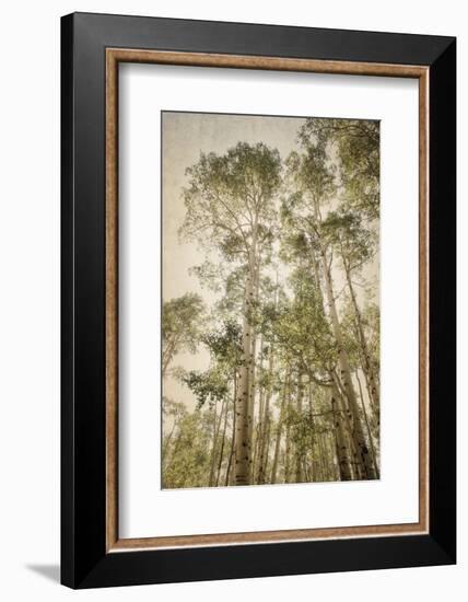 Towering Aspens 2-Debra Van Swearingen-Framed Photographic Print